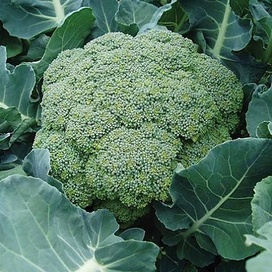 Broccoli-Suppliers