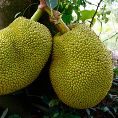 Jackfruit-Suppliers