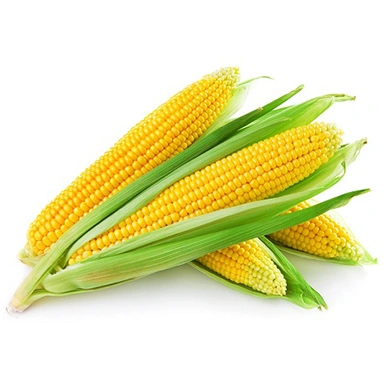 corn-Suppliers