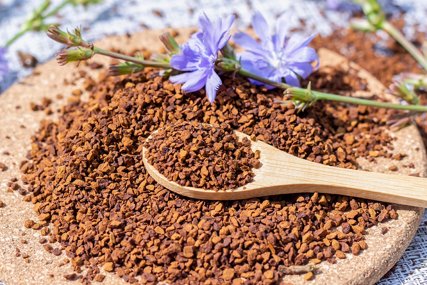 Chicory News