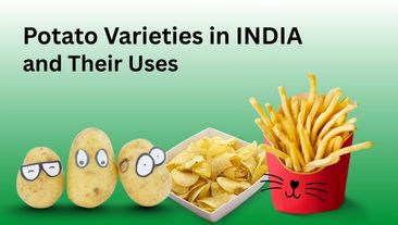 Top 10 Potato Varieties in India and Their Uses