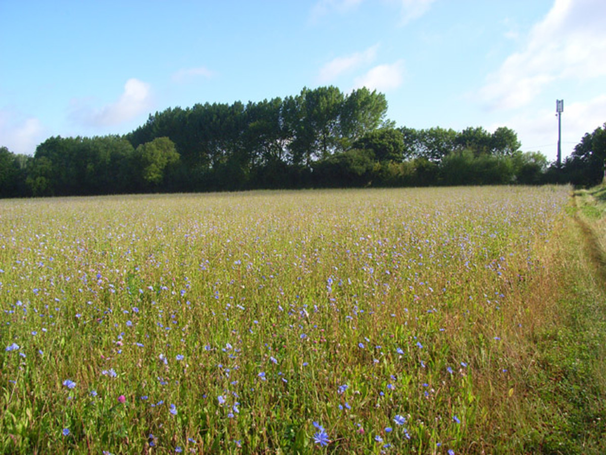 chicory farmland