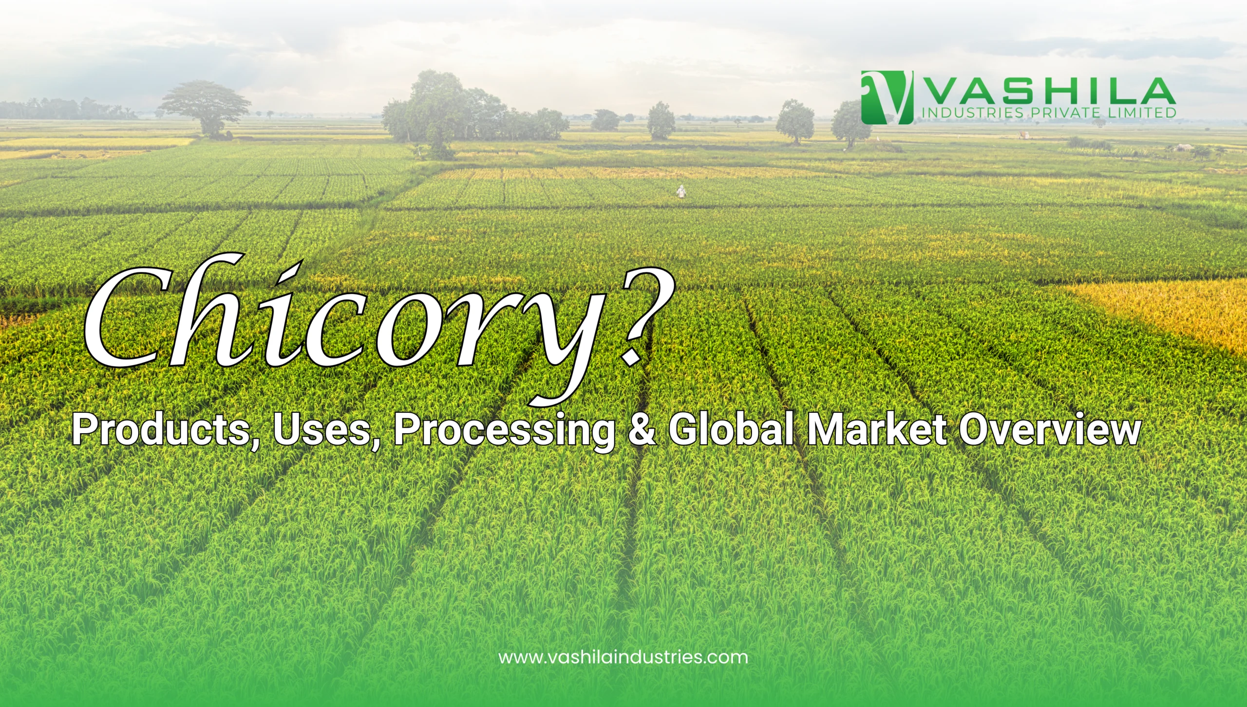 What Is Chicory? Products, Uses, Processing & Global Market Overview