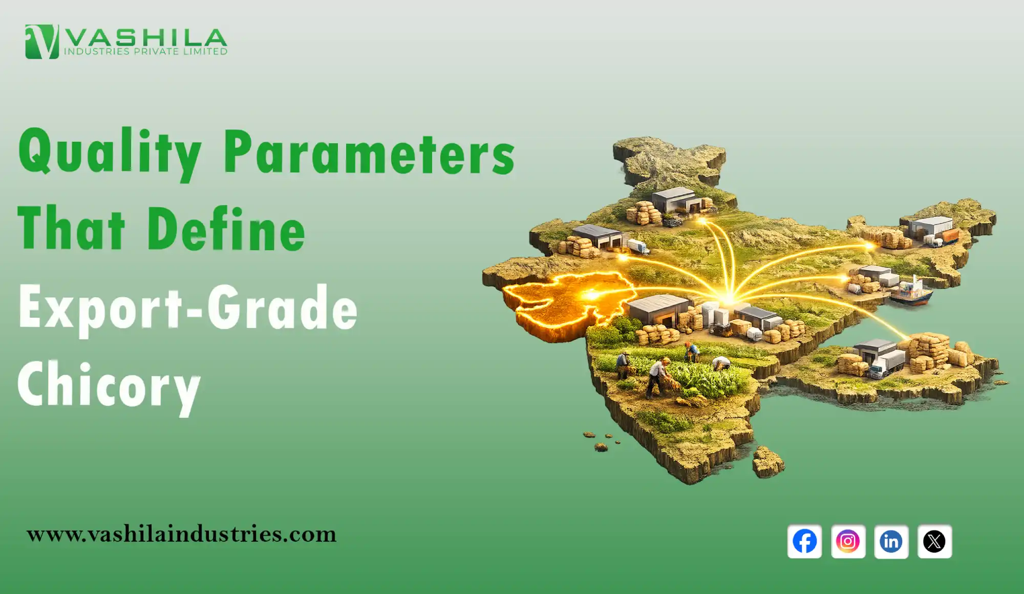 Quality Parameters That Define Export-Grade Chicory