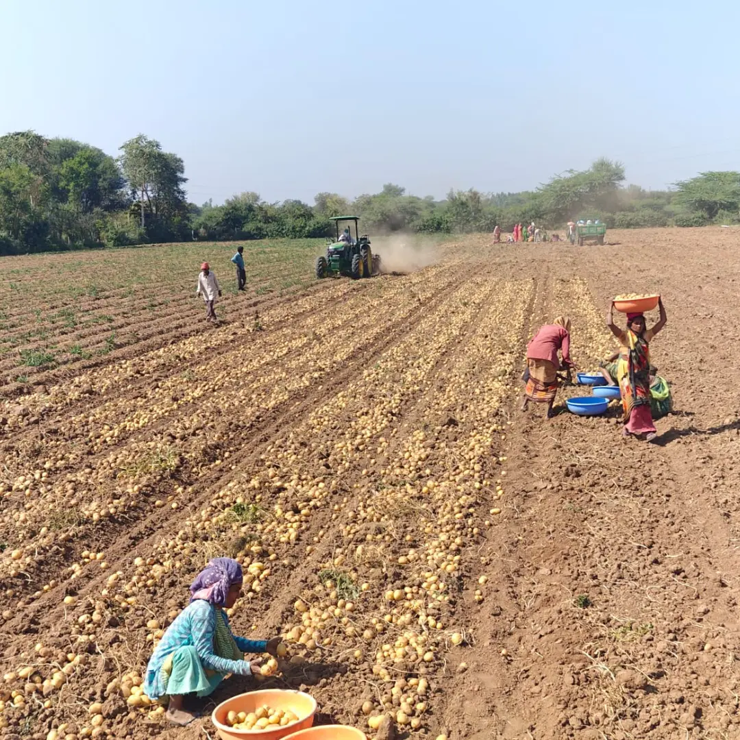 Potato Farming (1)