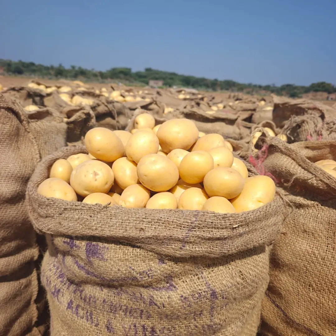 Potato in Bulk
