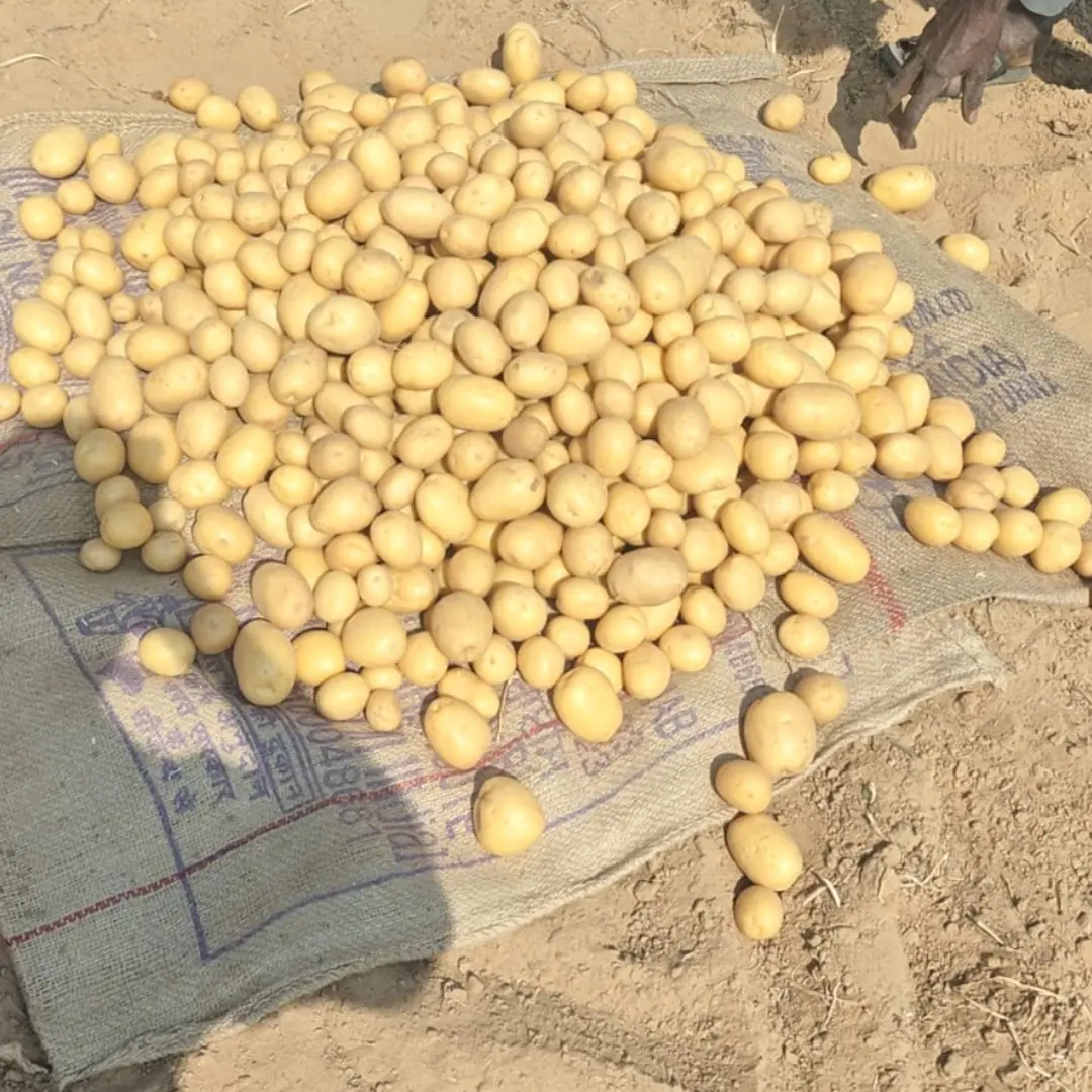Potato in Field