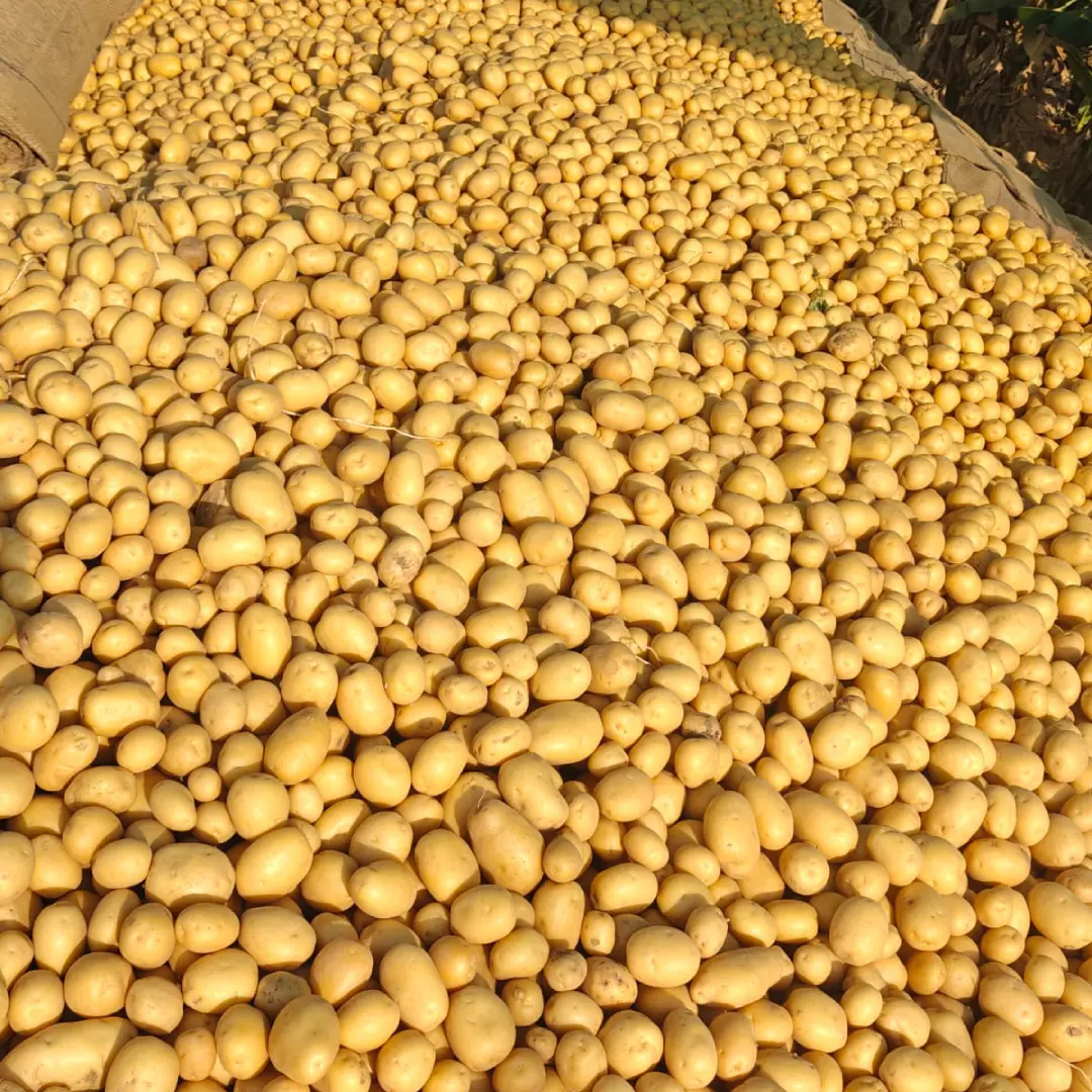 Indian Potatoes