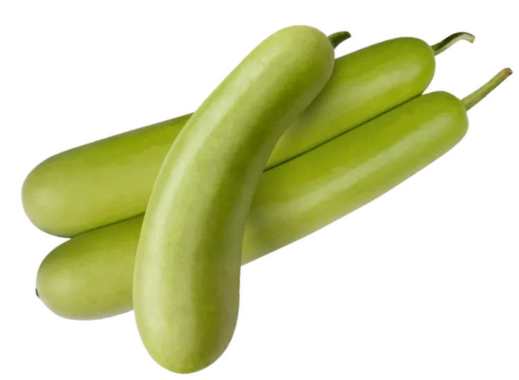 Bottle Gourd