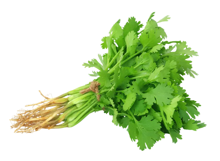 Coriander