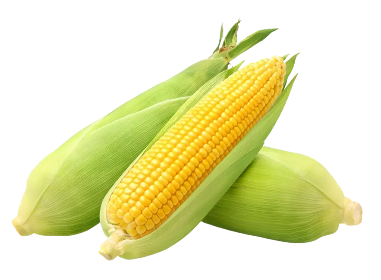 Corn