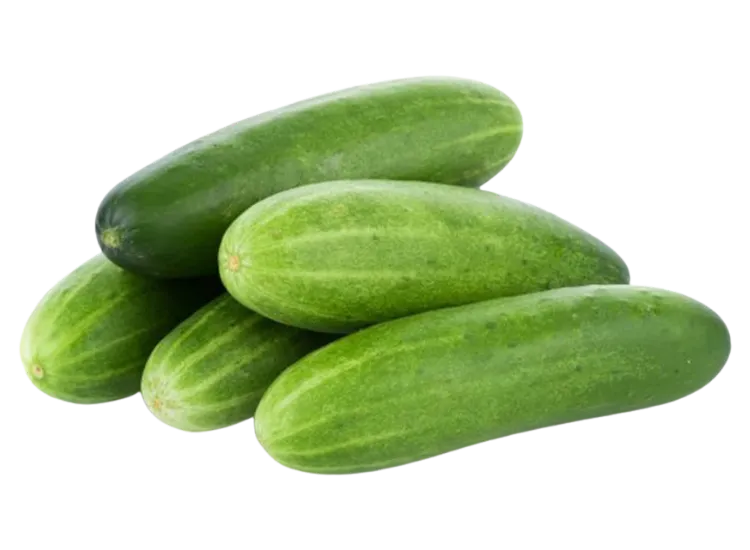 Fresh Cucumber