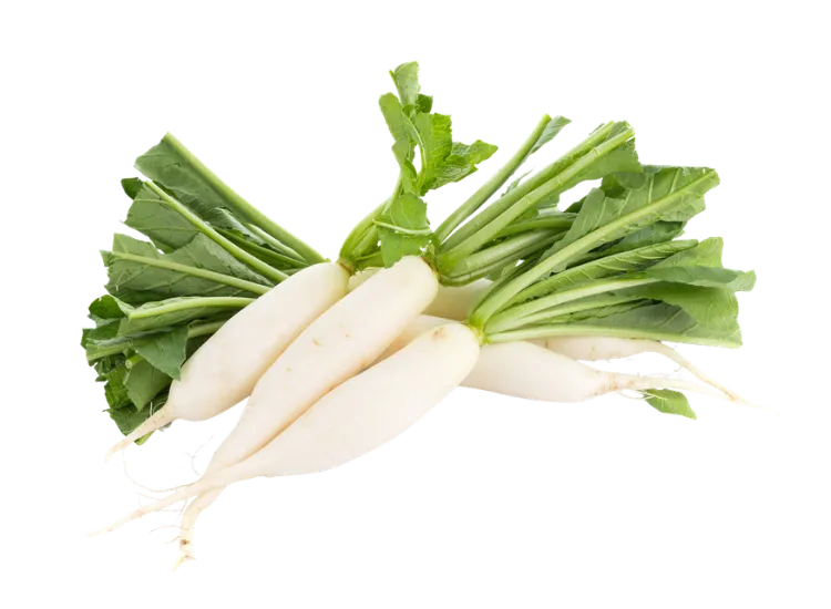 Fresh White Radish