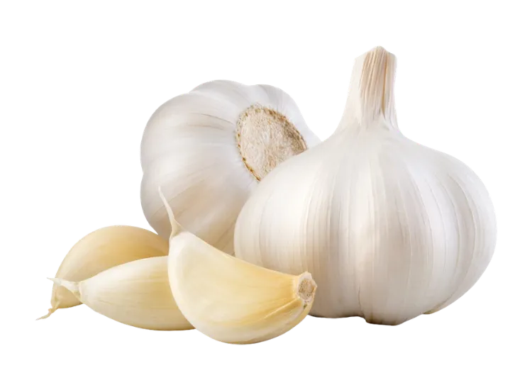 Garlic