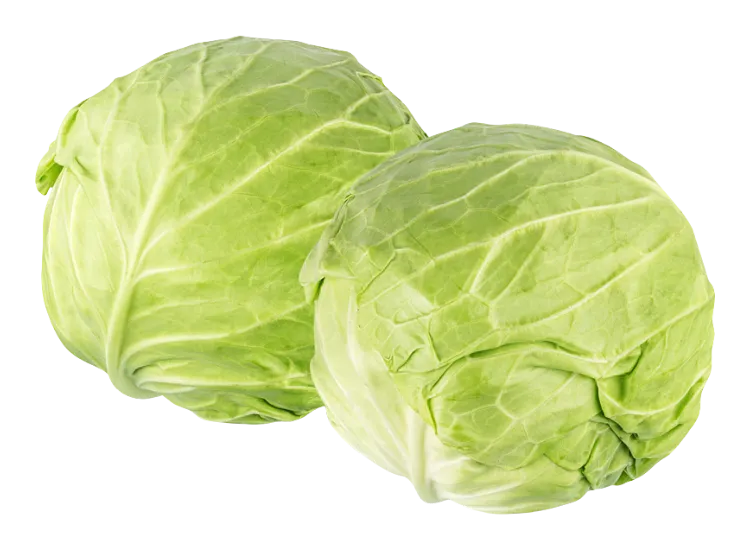 Green Cabbage