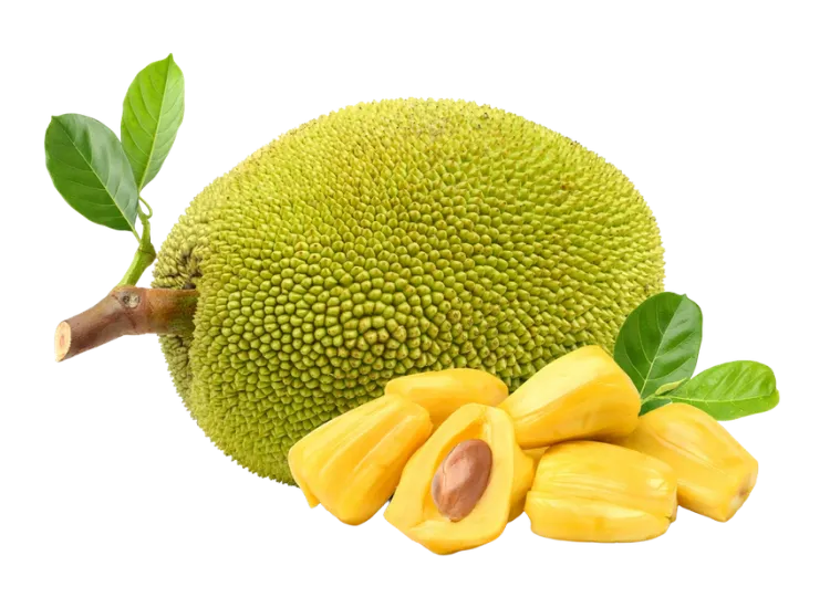 Jackfruit