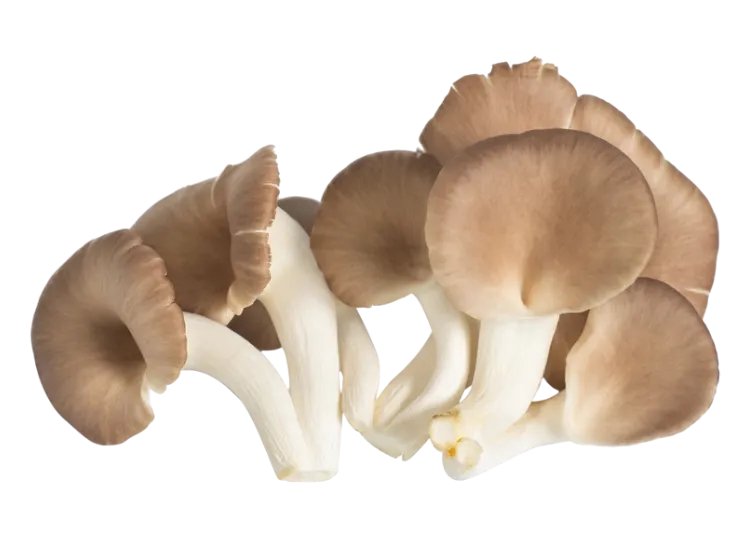 Mashrooms