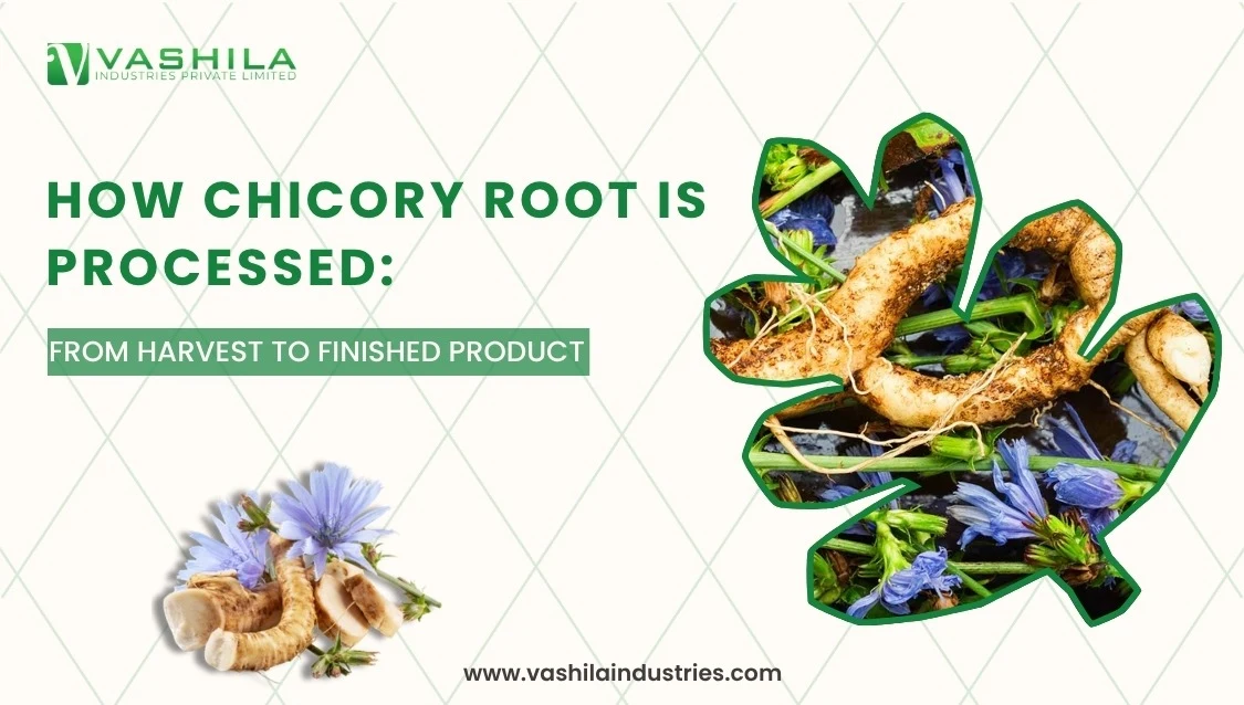 Chicory Roots Processing