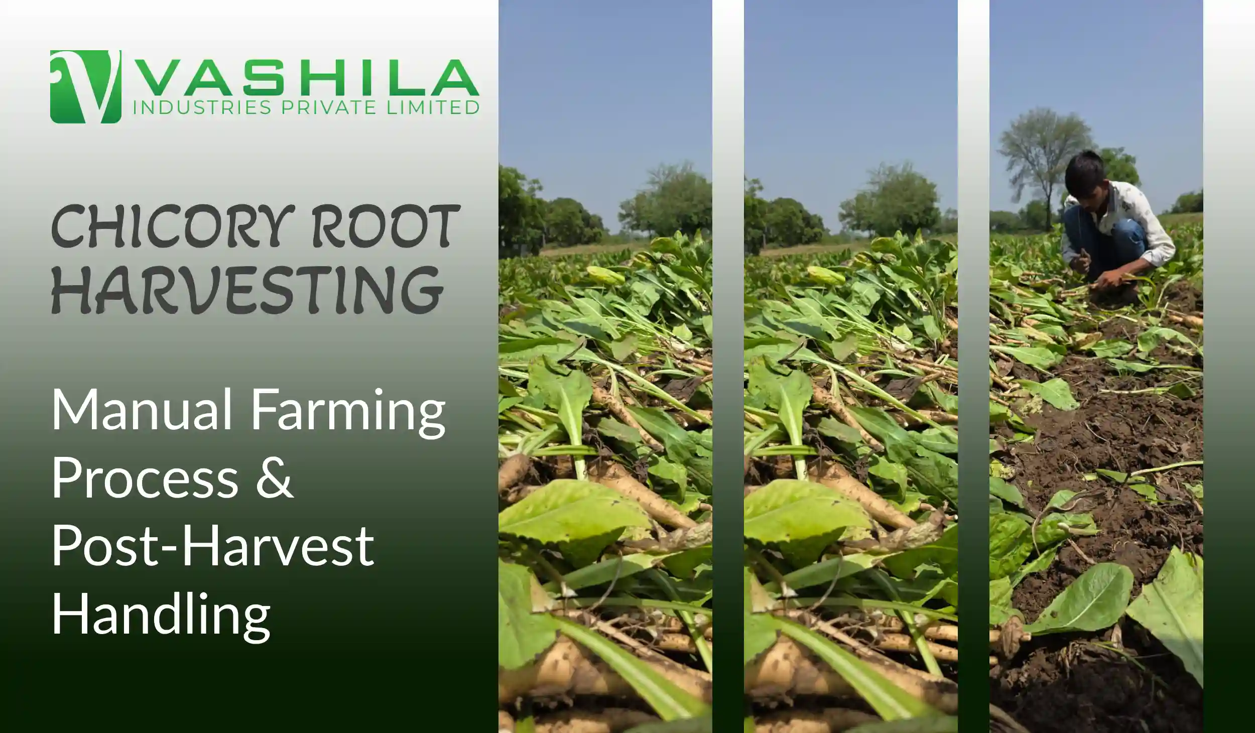Chicory Root Harvesting: Manual Farming Process & Post-Harvest Handling