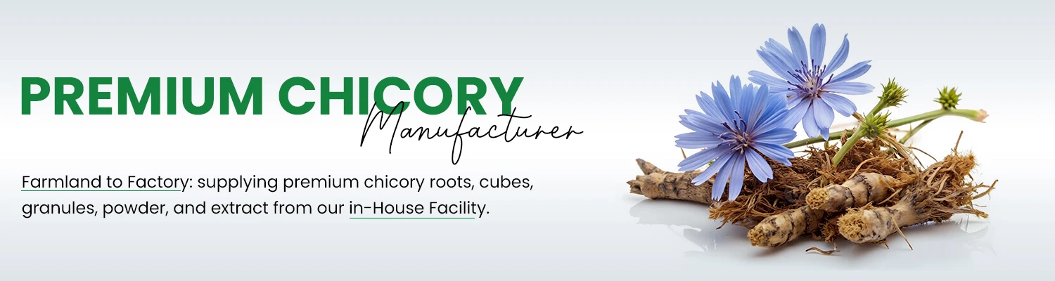 Chicory Manufacturer