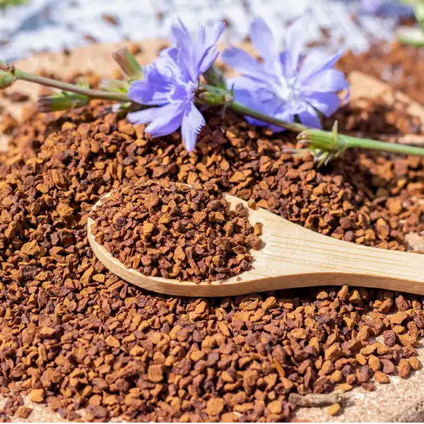 Chicory Manufacturer