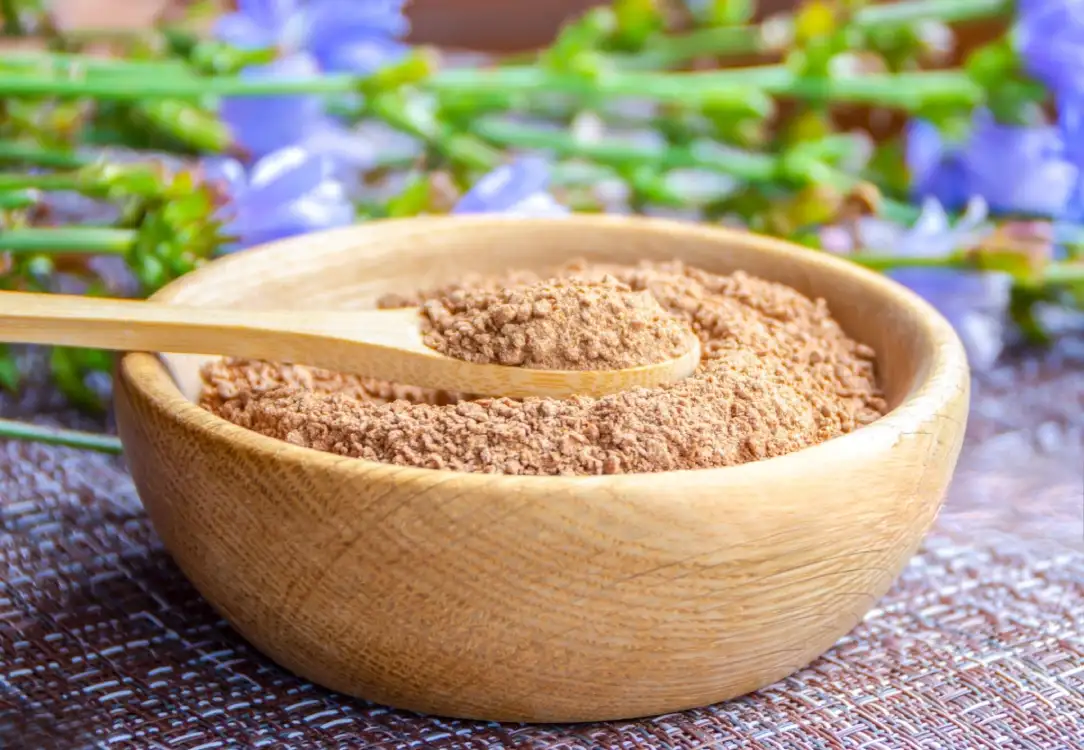 Unroasted Chicory Flour Exporter