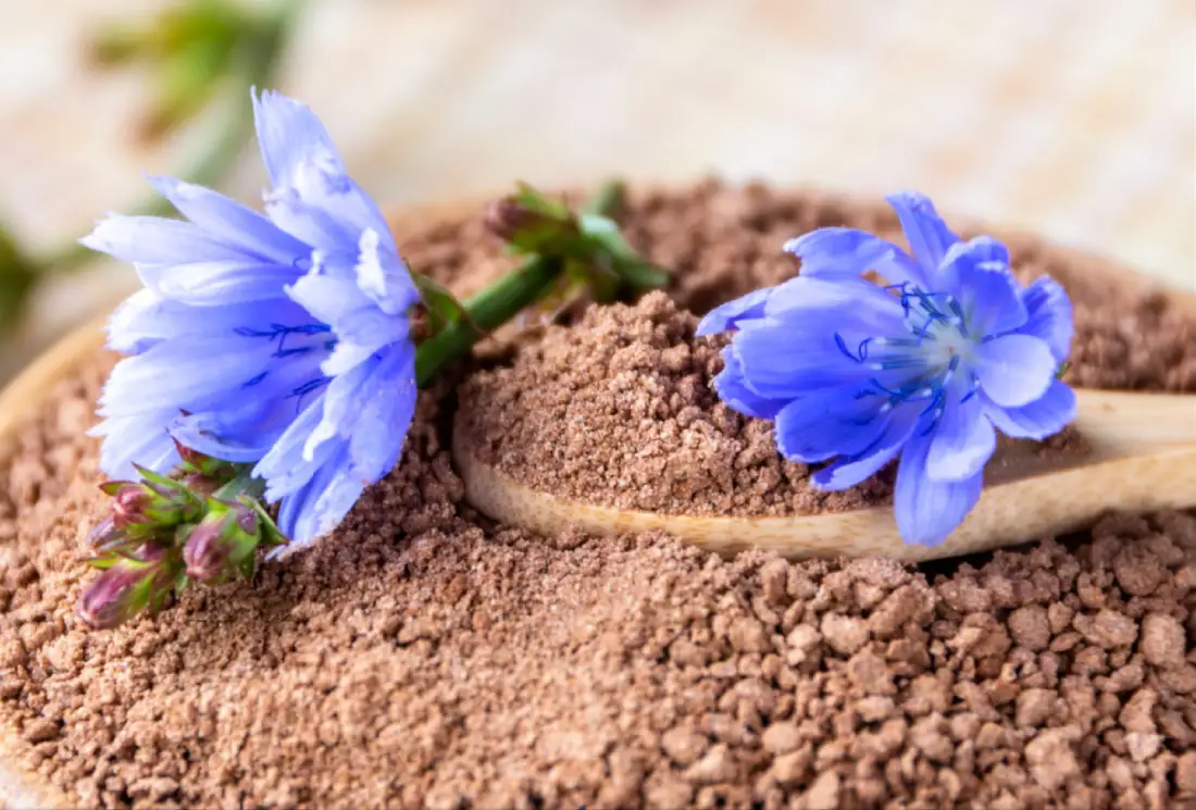 Unroasted Chicory Flour Manufacturer