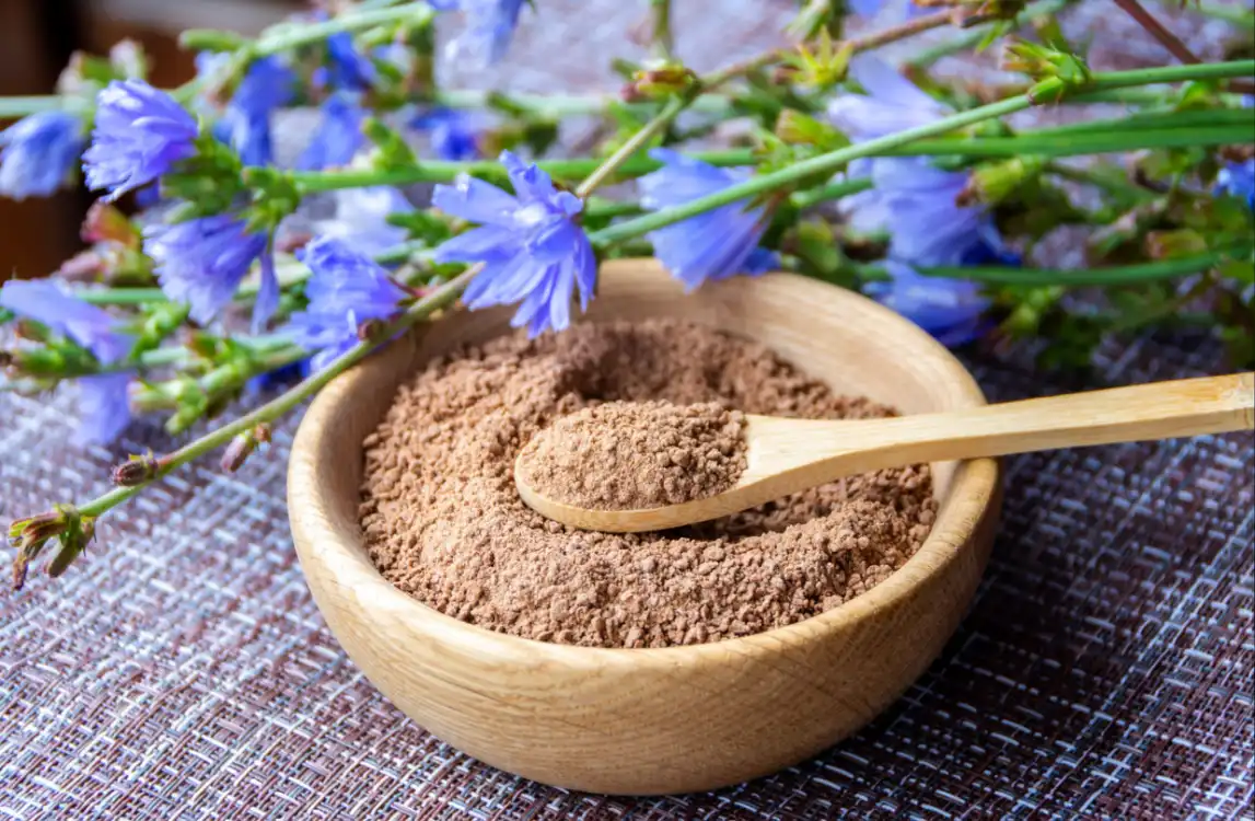 Unroasted Chicory Flour Supplier