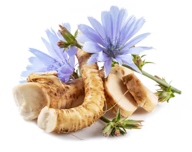chicory flowers and roots