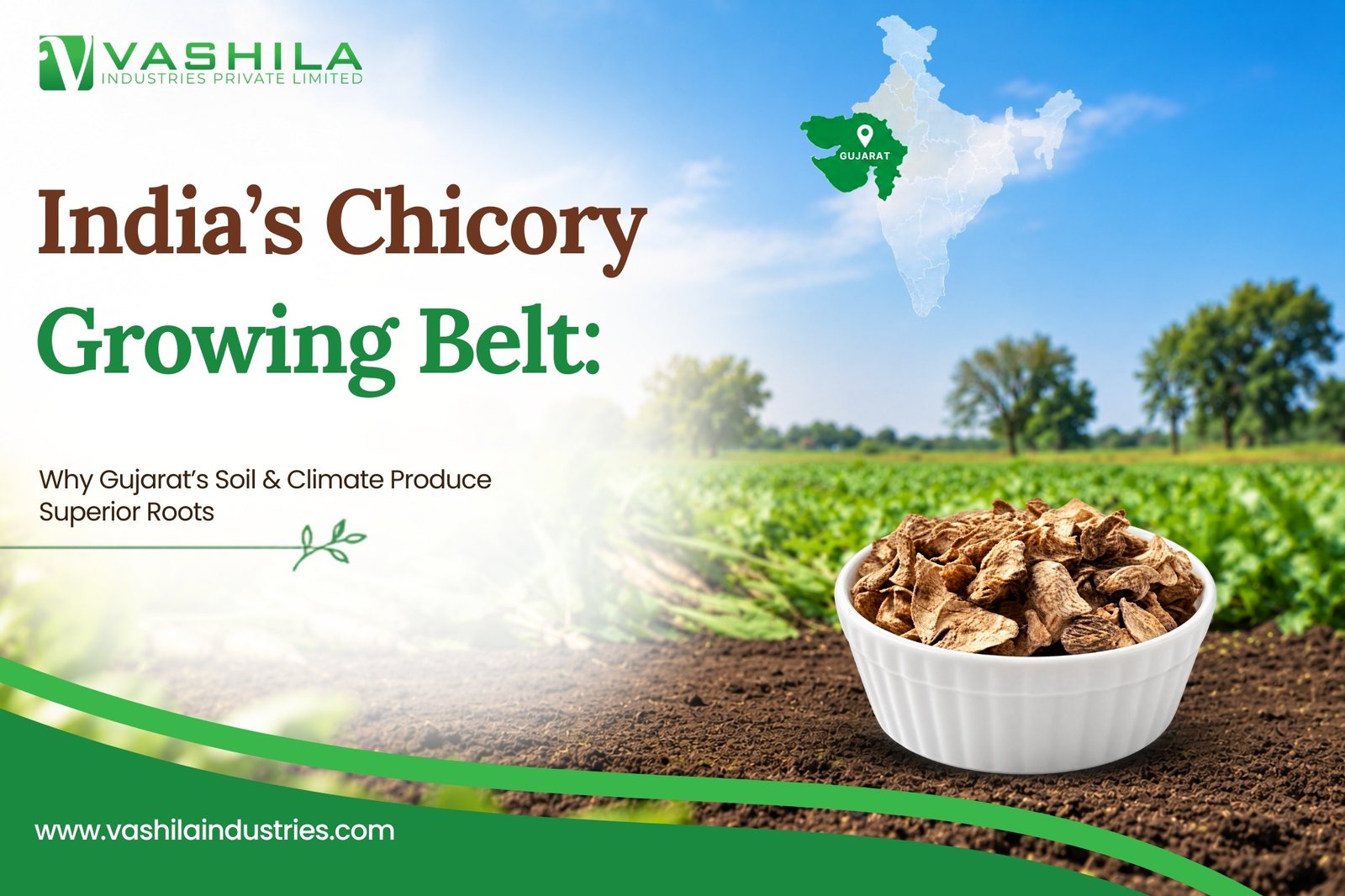 India's Chicory Growing Belt