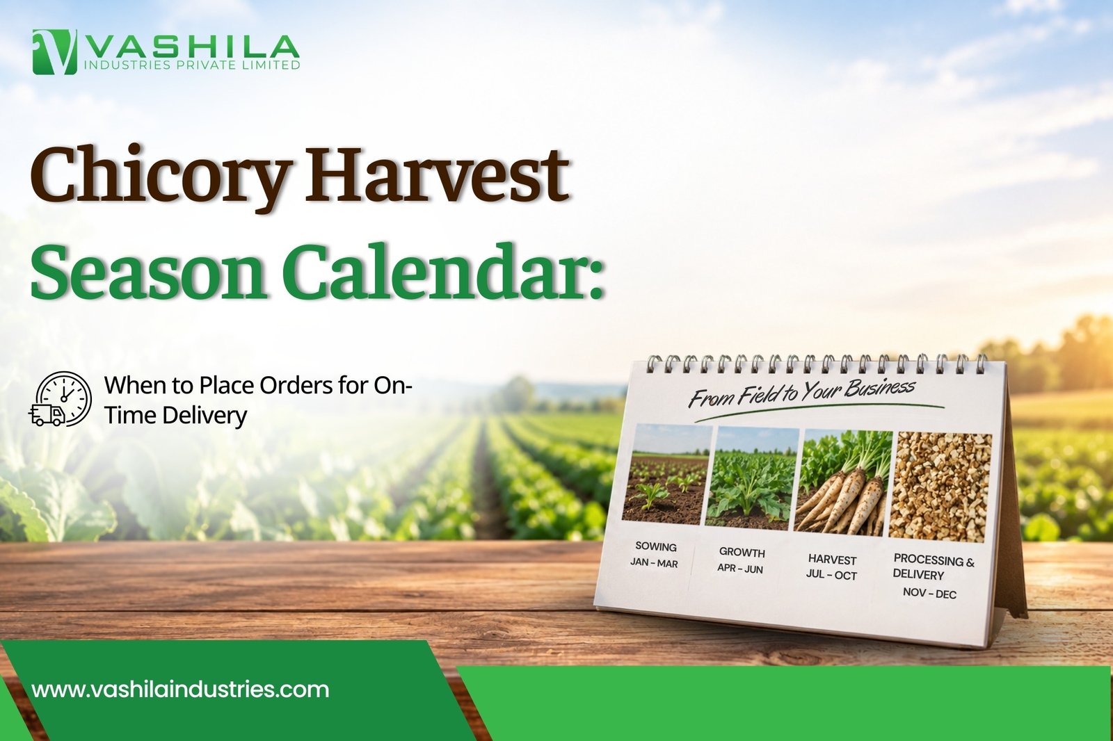 Chicory Harvest Season Calendar